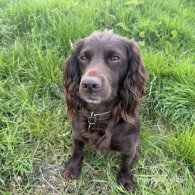 Cocker Spaniel (Working & Show)