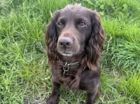 Cocker Spaniel (Show)