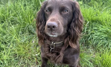 Cocker Spaniel (Show)
