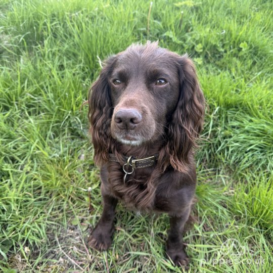 Cocker Spaniel (Working & Show)