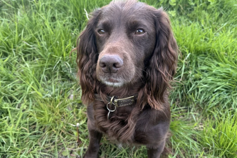 Cocker Spaniel (Show)
