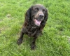 Cocker Spaniel (Show)
