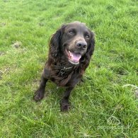 Cocker Spaniel (Working & Show)