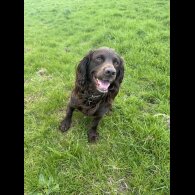 Cocker Spaniel (Show)