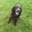 Cocker Spaniel (Show)
