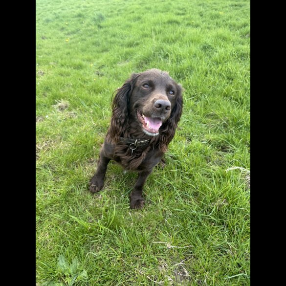 Cocker Spaniel (Show)