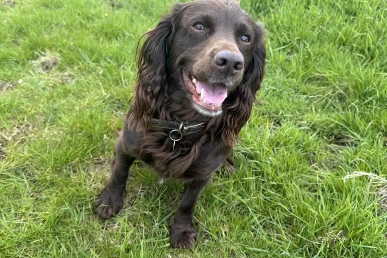 Cocker Spaniel (Show)
