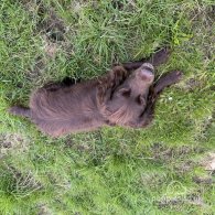 Cocker Spaniel (Working & Show)