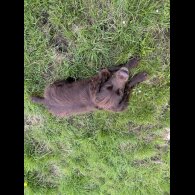 Cocker Spaniel (Show)