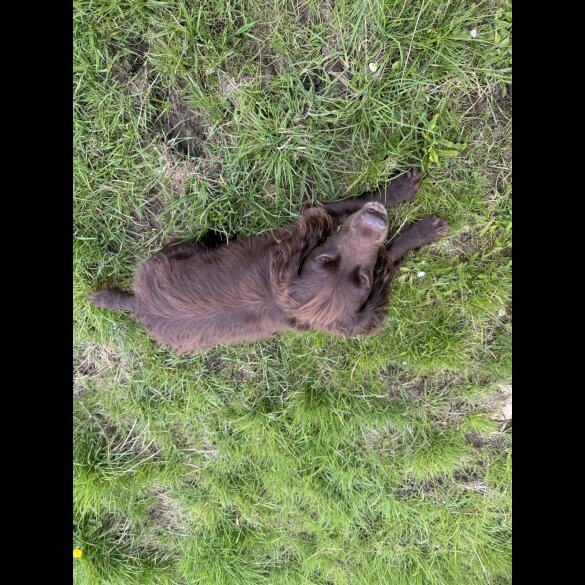 Cocker Spaniel (Show)
