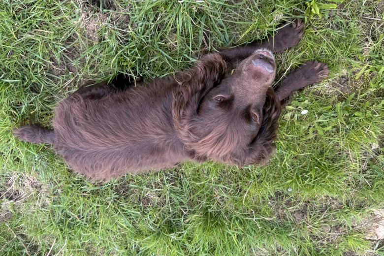Cocker Spaniel (Show)