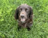 Cocker Spaniel (Show)