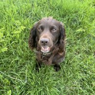 Cocker Spaniel (Working & Show)