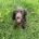 Cocker Spaniel (Show)