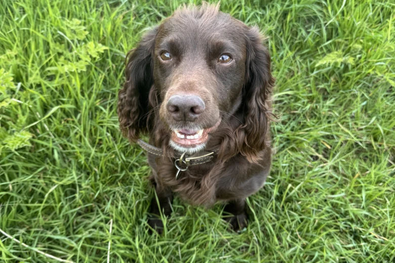 Cocker Spaniel (Show)