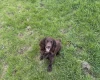 Cocker Spaniel (Show)
