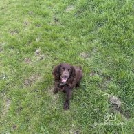 Cocker Spaniel (Working & Show)