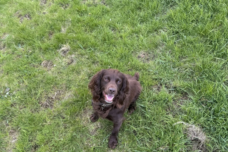 Cocker Spaniel (Show)