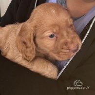 Cocker Spaniel (Working & Show) - Dogs