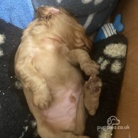 Cocker Spaniel (Working & Show) - Dogs