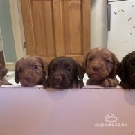 Cocker Spaniel (Working & Show) - Dogs