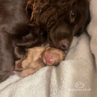 Cocker Spaniel (Working & Show) - Dogs