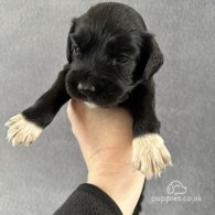 Cocker Spaniel (Working & Show) - Both