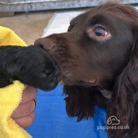 Mixed Breed - Dogs