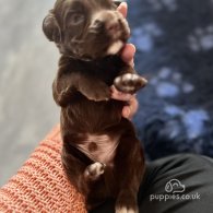 Cocker Spaniel (Working & Show) - Both