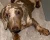 Dachshund (Smooth Haired)