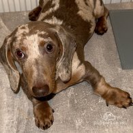 Dachshund (Standard & Miniature)