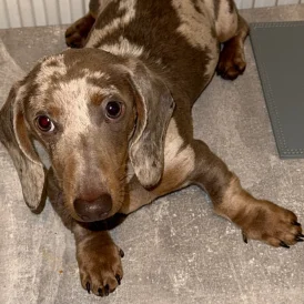 Dachshund (Standard &amp; Miniature)