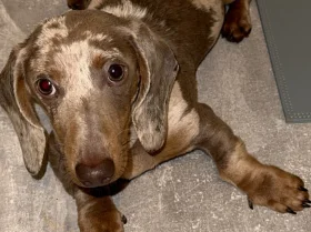 Dachshund (Smooth Haired)