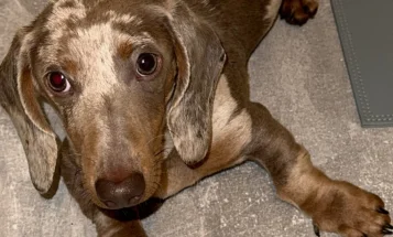 Dachshund (Smooth Haired)