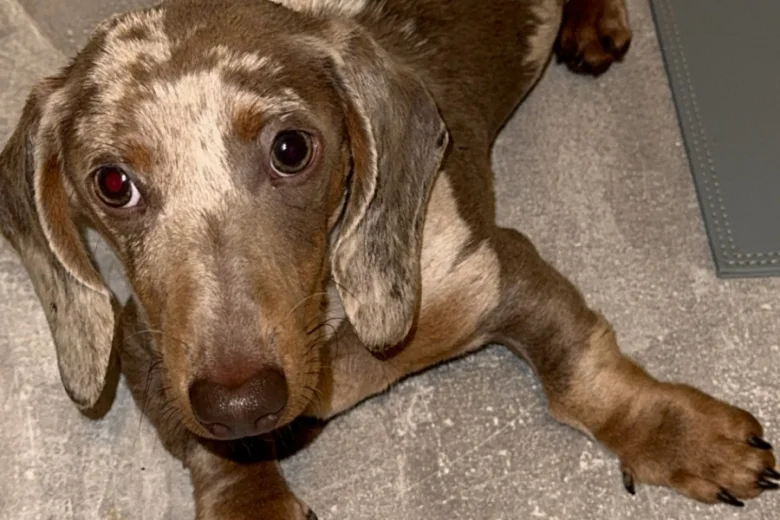 Dachshund (Smooth Haired)