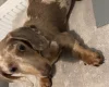 Dachshund (Smooth Haired)