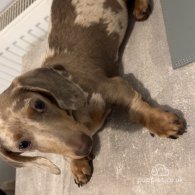 Dachshund (Standard & Miniature)