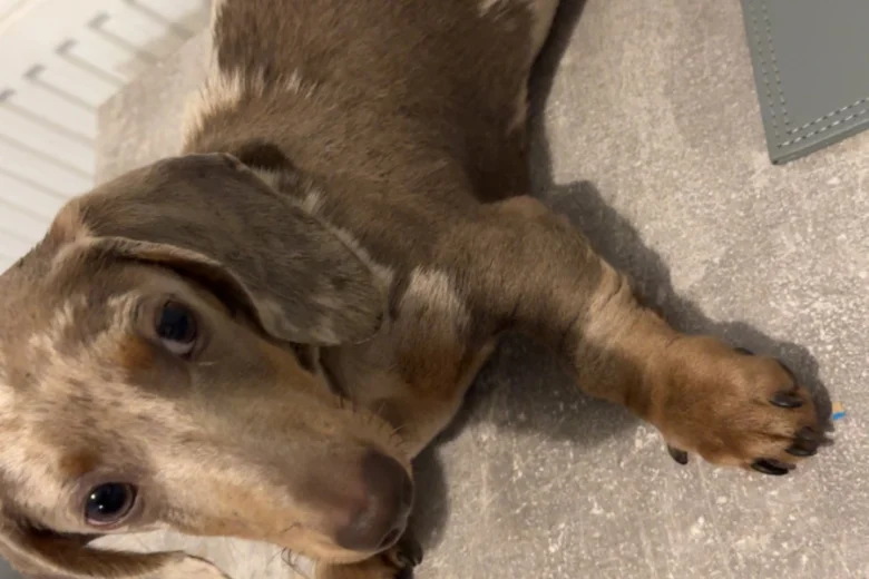 Dachshund (Smooth Haired)