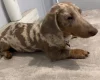 Dachshund (Smooth Haired)