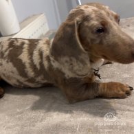 Dachshund (Standard & Miniature)