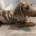 Dachshund (Smooth Haired)