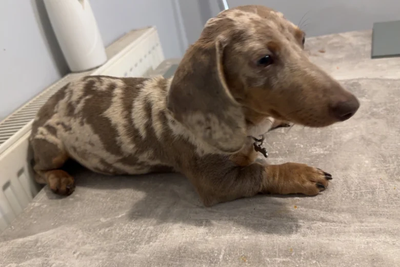 Dachshund (Smooth Haired)
