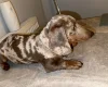 Dachshund (Smooth Haired)