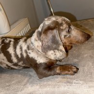 Dachshund (Standard & Miniature)