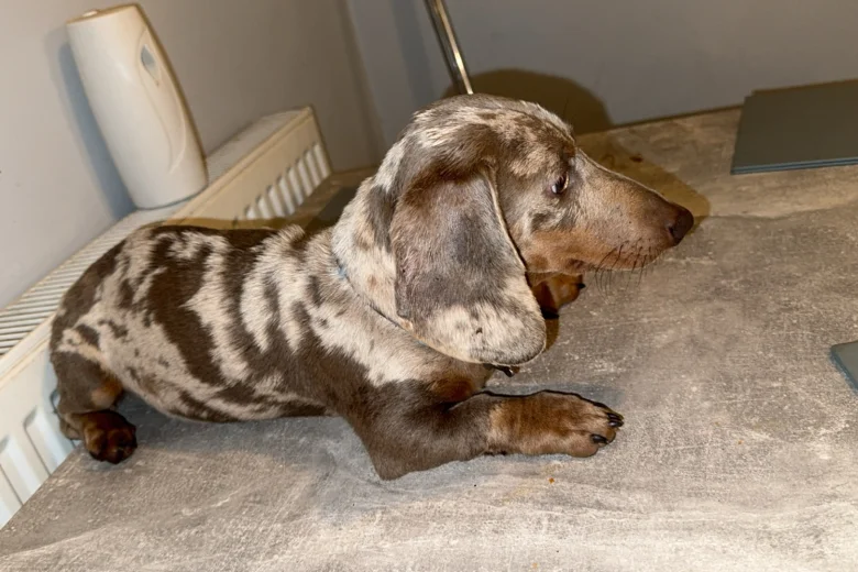 Dachshund (Smooth Haired)