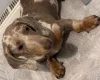 Dachshund (Smooth Haired)