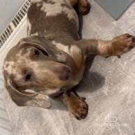 Dachshund (Standard & Miniature)