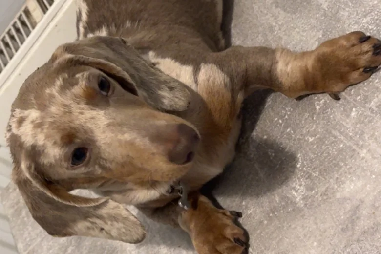 Dachshund (Smooth Haired)
