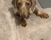 Dachshund (Smooth Haired)