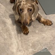 Dachshund (Standard & Miniature)